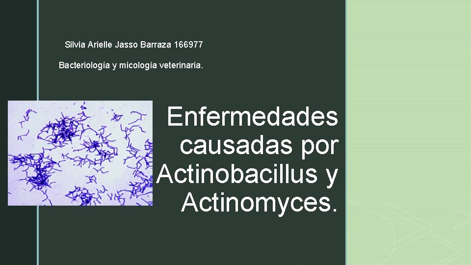 Silvia Arielle Jasso Barraza 166977 Bacteriología y micología veterinaria. z Enfermedades causadas por Actinobacillus