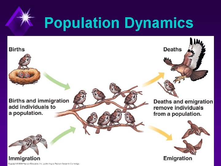 Population Dynamics 