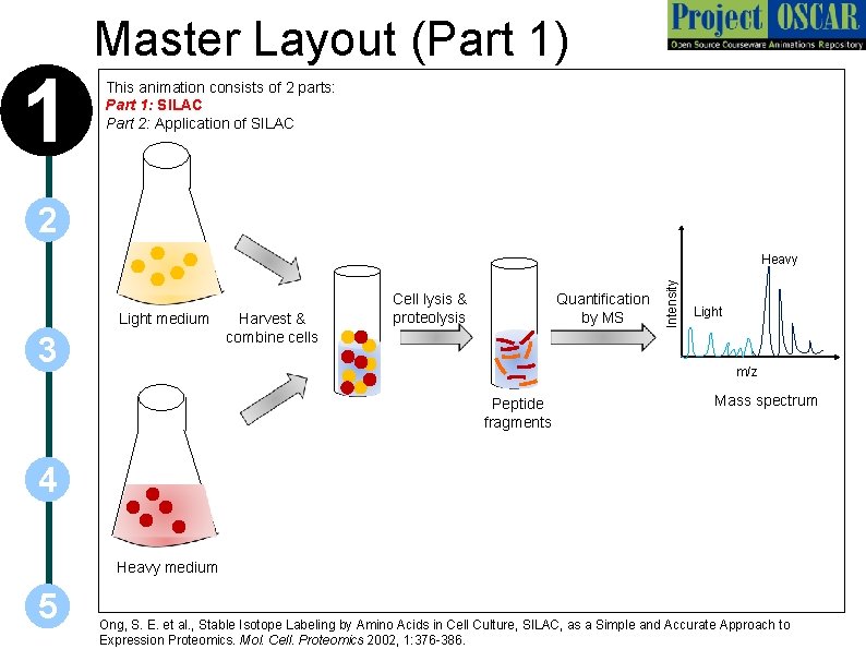 Quantitative proteomics SILAC a The identification and quantitation