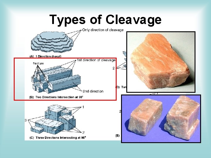 Types of Cleavage Types of Cleavage