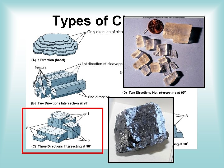 Types of Cleavage Types of Cleavage