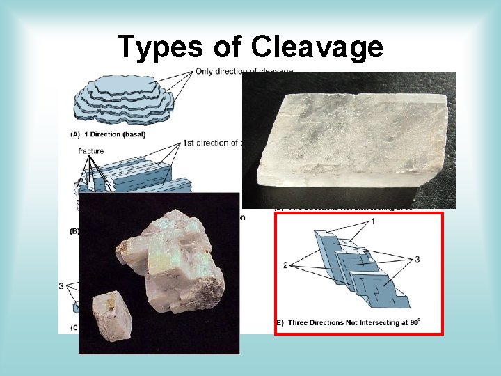 Types of Cleavage Types of Cleavage