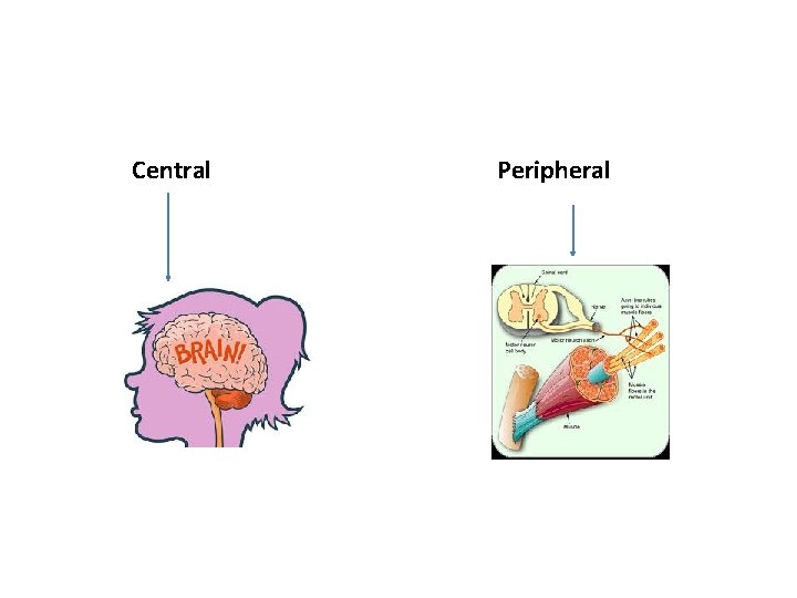 Central Peripheral 