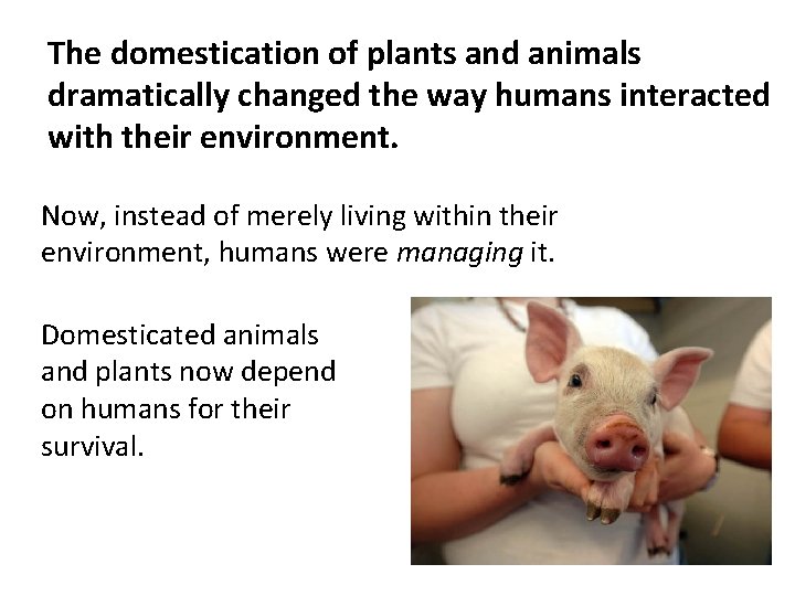 The domestication of plants and animals dramatically changed the way humans interacted with their The domestication of plants and animals dramatically changed the way humans interacted with their