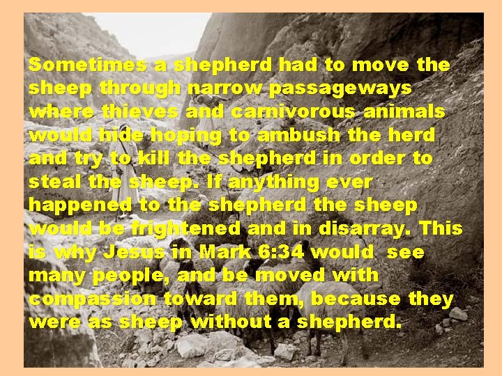Sometimes a shepherd had to move the sheep through narrow passageways where thieves and