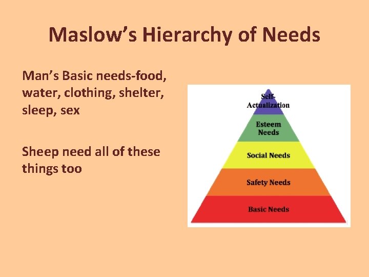 Maslow’s Hierarchy of Needs Man’s Basic needs-food, water, clothing, shelter, sleep, sex Sheep need
