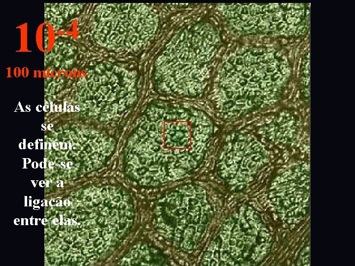 -4 10 100 mícrons As células se definem. Pode-se ver a ligação entre elas.