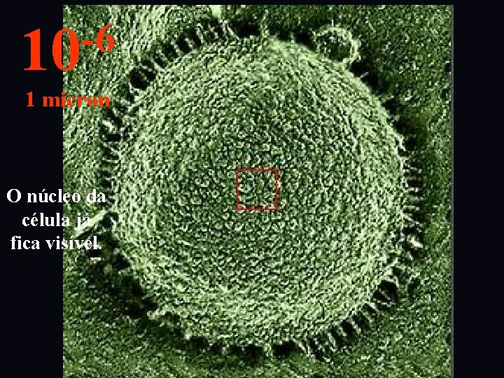 -6 10 1 micron O núcleo da célula já fica visível. 