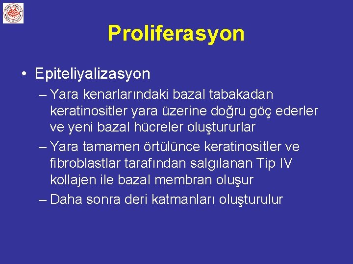 Proliferasyon • Epiteliyalizasyon – Yara kenarlarındaki bazal tabakadan keratinositler yara üzerine doğru göç ederler