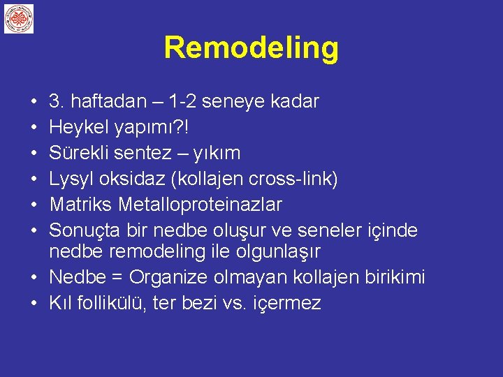 Remodeling • • • 3. haftadan – 1 -2 seneye kadar Heykel yapımı? !