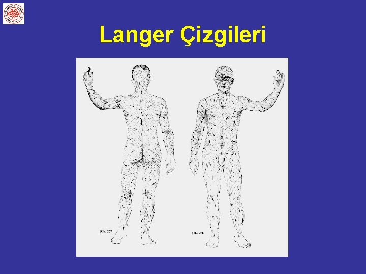 Langer Çizgileri 