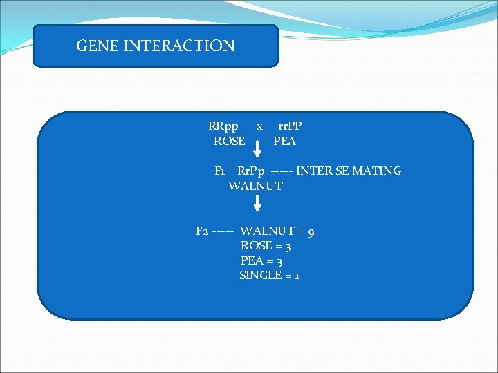 GENE INTERACTION RRpp x rr. PP ROSE PEA F 1 Rr. Pp ----- INTER