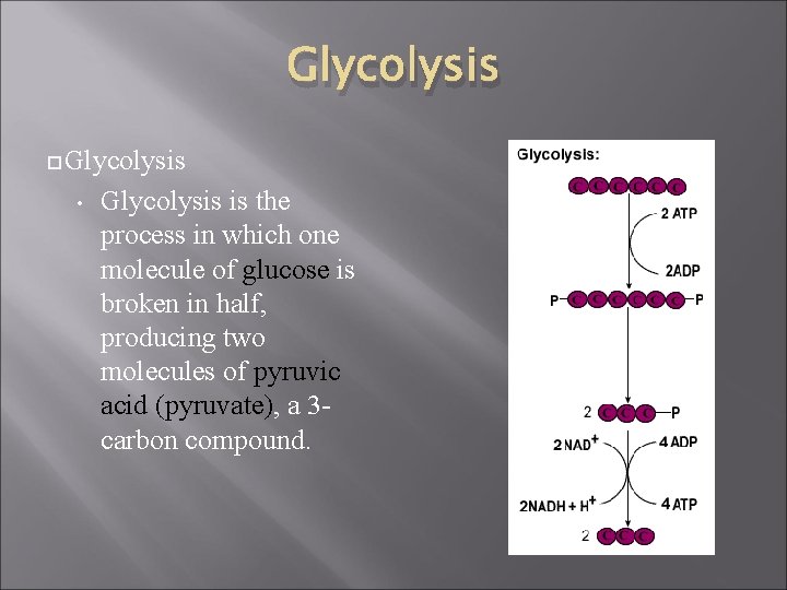 Glycolysis • Glycolysis is the process in which one molecule of glucose is broken