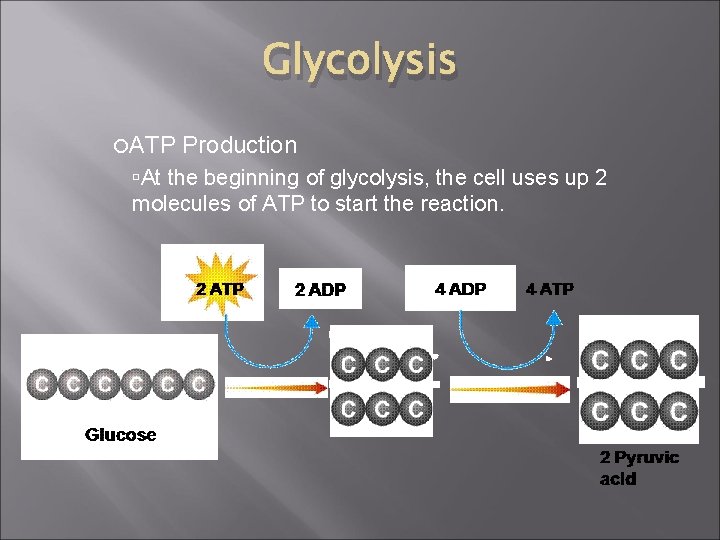 Glycolysis ATP Production At the beginning of glycolysis, the cell uses up 2 molecules