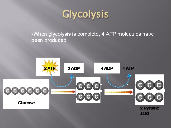 Glycolysis When glycolysis is complete, 4 ATP molecules have been produced. 