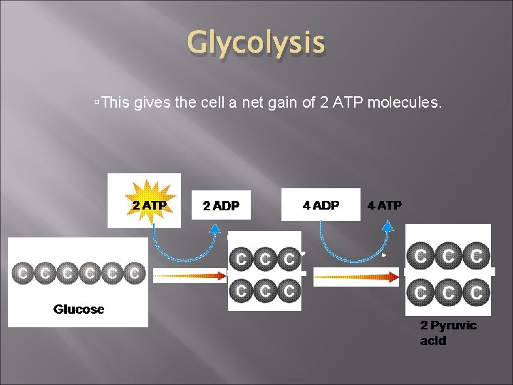 Glycolysis This gives the cell a net gain of 2 ATP molecules. 