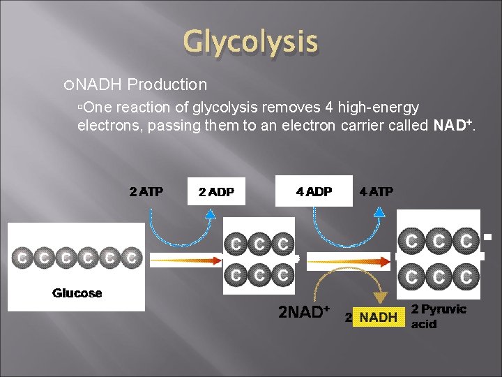 Glycolysis NADH Production One reaction of glycolysis removes 4 high-energy electrons, passing them to