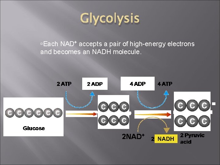 Glycolysis Each NAD+ accepts a pair of high-energy electrons and becomes an NADH molecule.