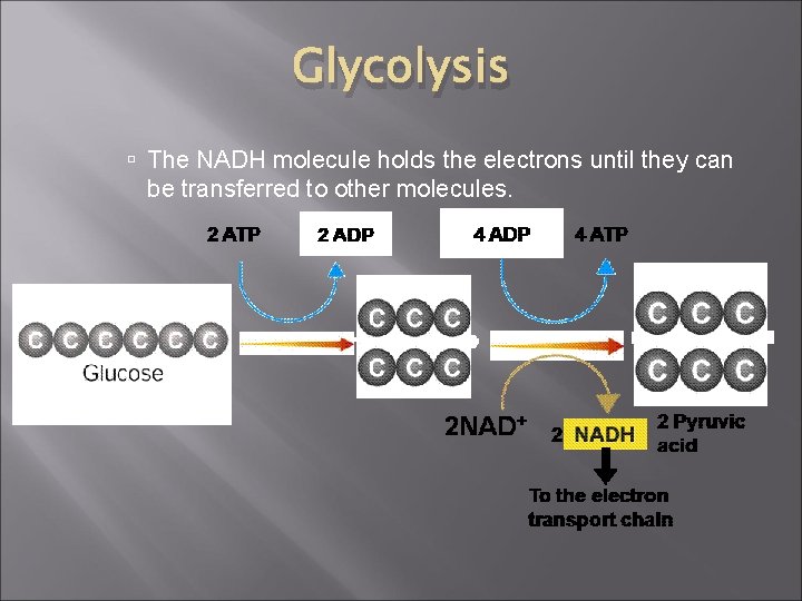 Glycolysis The NADH molecule holds the electrons until they can be transferred to other