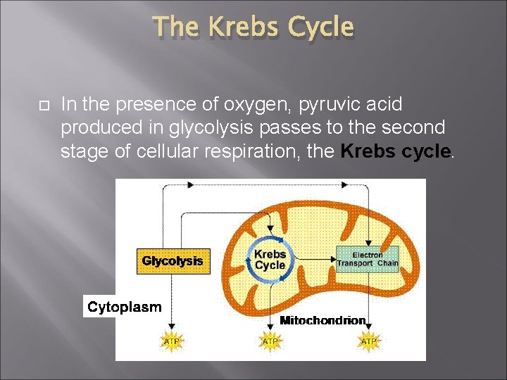 The Krebs Cycle In the presence of oxygen, pyruvic acid produced in glycolysis passes