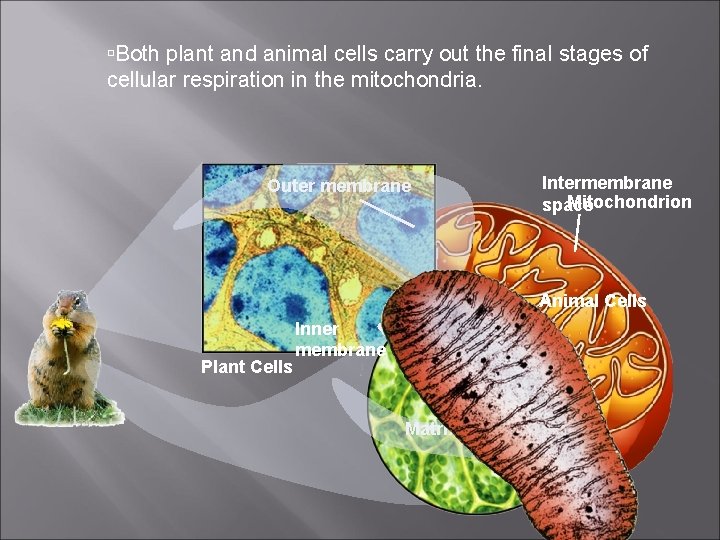  Both plant and animal cells carry out the final stages of cellular respiration