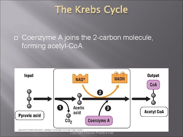 The Krebs Cycle Coenzyme A joins the 2 -carbon molecule, forming acetyl-Co. A. Copyright