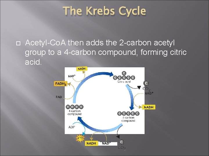The Krebs Cycle Acetyl-Co. A then adds the 2 -carbon acetyl group to a
