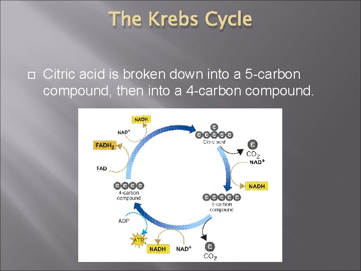 The Krebs Cycle Citric acid is broken down into a 5 -carbon compound, then