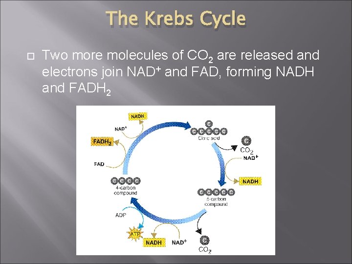 The Krebs Cycle Two more molecules of CO 2 are released and electrons join