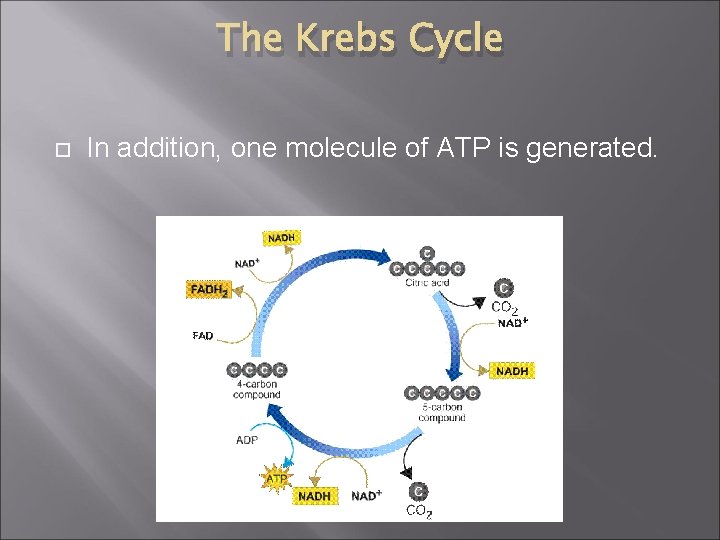 The Krebs Cycle In addition, one molecule of ATP is generated. 