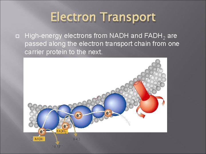 Electron Transport High-energy electrons from NADH and FADH 2 are passed along the electron