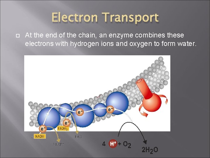 Electron Transport At the end of the chain, an enzyme combines these electrons with