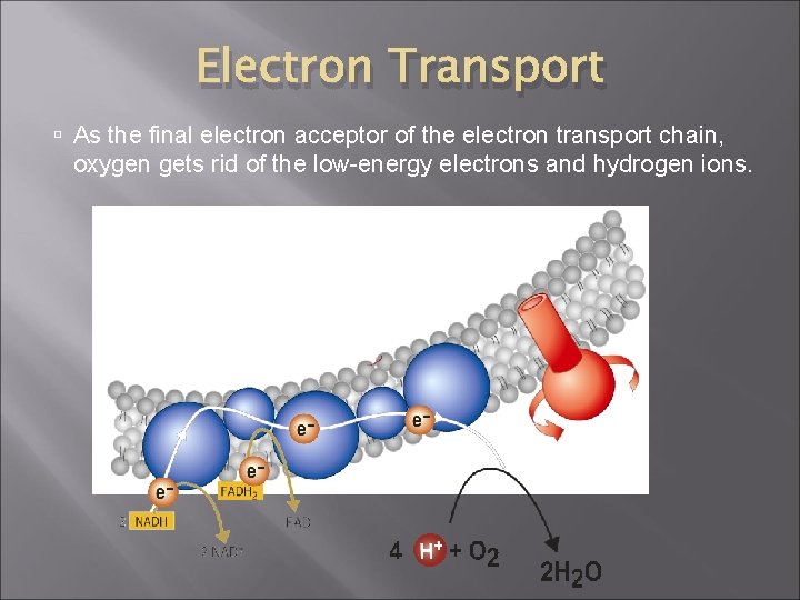 Electron Transport As the final electron acceptor of the electron transport chain, oxygen gets