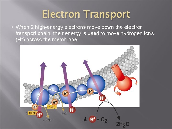 Electron Transport When 2 high-energy electrons move down the electron transport chain, their energy