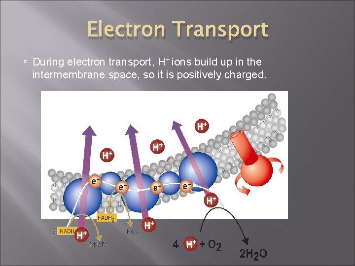 Electron Transport During electron transport, H+ ions build up in the intermembrane space, so