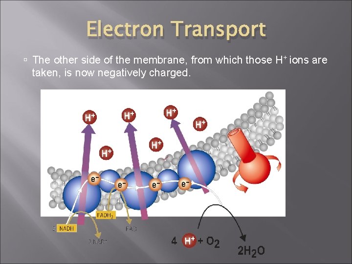 Electron Transport The other side of the membrane, from which those H+ ions are