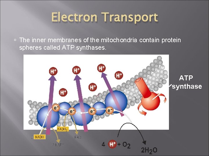 Electron Transport The inner membranes of the mitochondria contain protein spheres called ATP synthases.