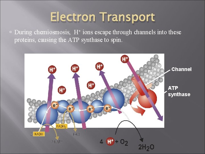 Electron Transport During chemiosmosis, H+ ions escape through channels into these proteins, causing the