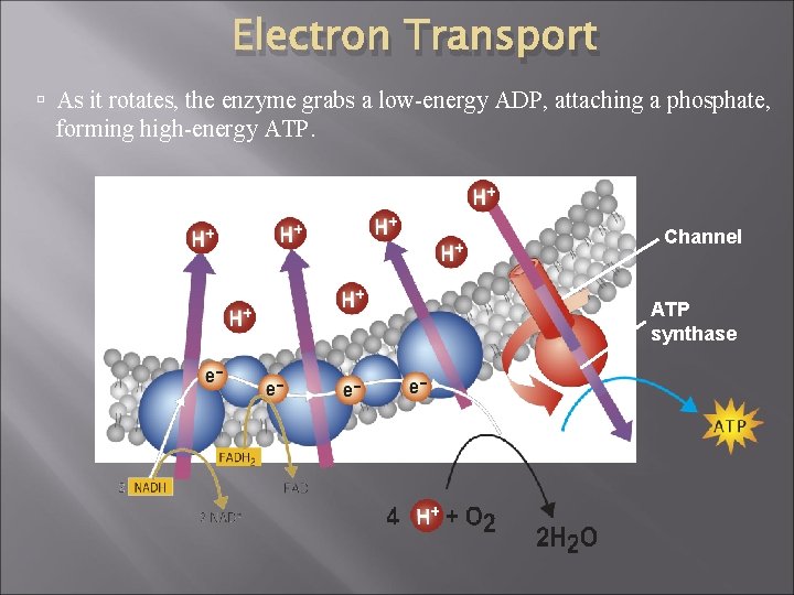 Electron Transport As it rotates, the enzyme grabs a low-energy ADP, attaching a phosphate,