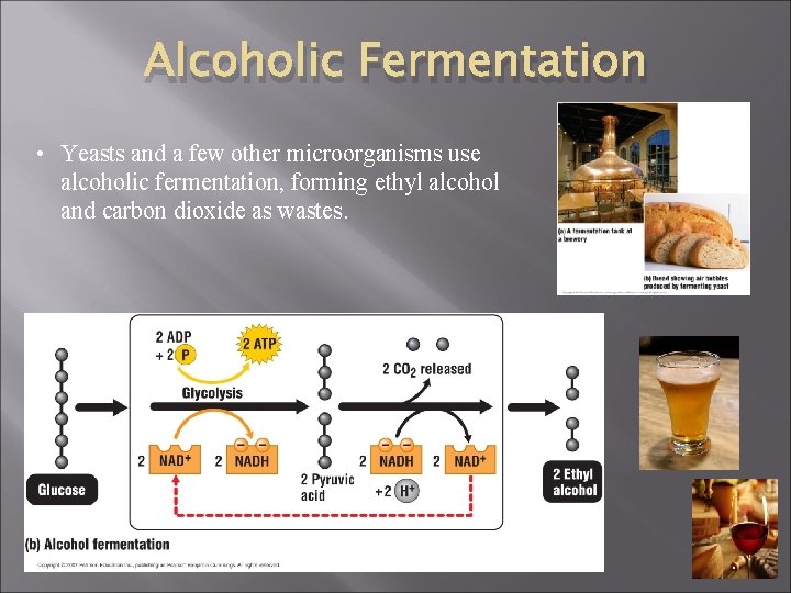 Alcoholic Fermentation • Yeasts and a few other microorganisms use alcoholic fermentation, forming ethyl