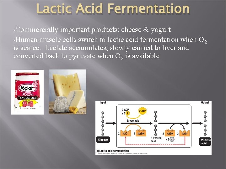 Lactic Acid Fermentation • Commercially important products: cheese & yogurt • Human muscle cells