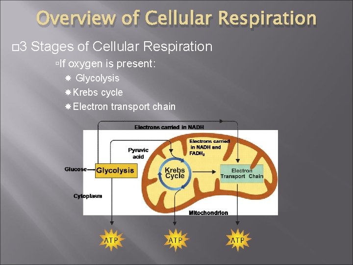 Overview of Cellular Respiration 3 Stages of Cellular Respiration If oxygen is present: Glycolysis