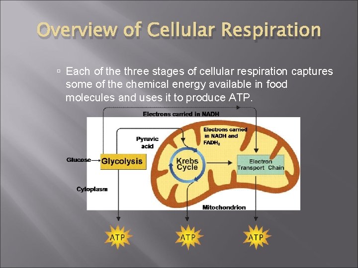 Overview of Cellular Respiration Each of the three stages of cellular respiration captures some
