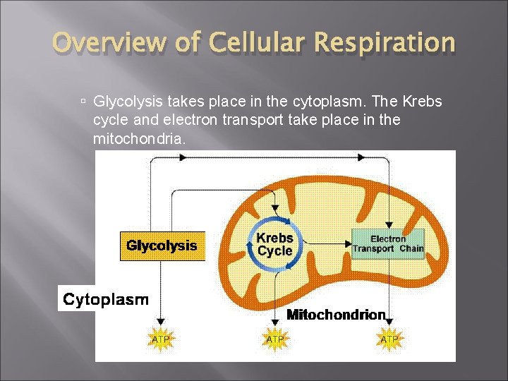 Overview of Cellular Respiration Glycolysis takes place in the cytoplasm. The Krebs cycle and