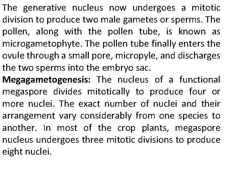 The generative nucleus now undergoes a mitotic division to produce two male gametes or
