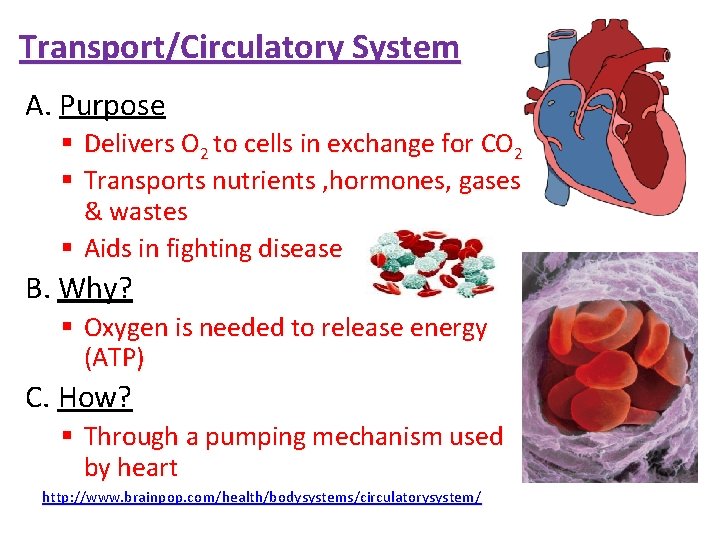 TransportCirculatory System A Purpose Delivers O 2 to