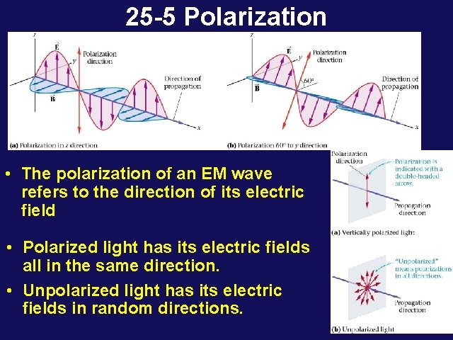 25 -5 Polarization • The polarization of an EM wave refers to the direction