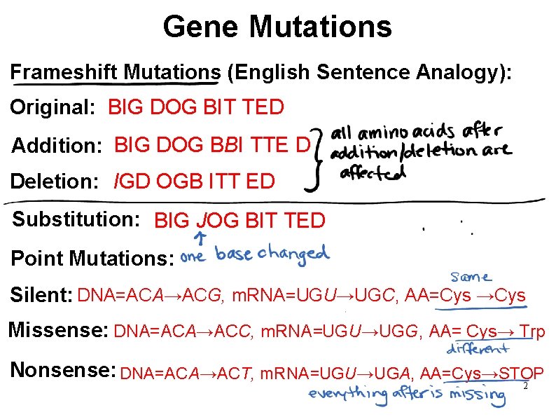 Gene Mutations Frameshift Mutations (English Sentence Analogy): Original: BIG DOG BIT TED Addition: BIG