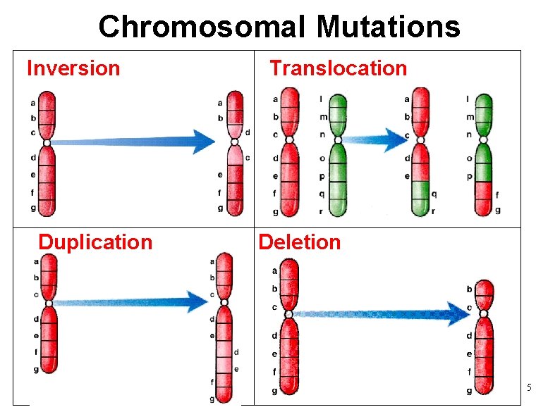 Chromosomal Mutations Inversion Duplication Translocation Deletion 5 