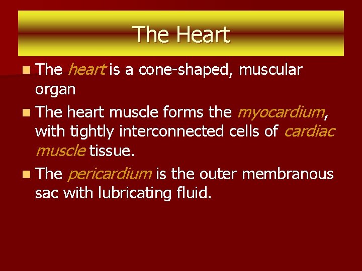 The Heart n The heart is a cone-shaped, muscular organ n The heart muscle